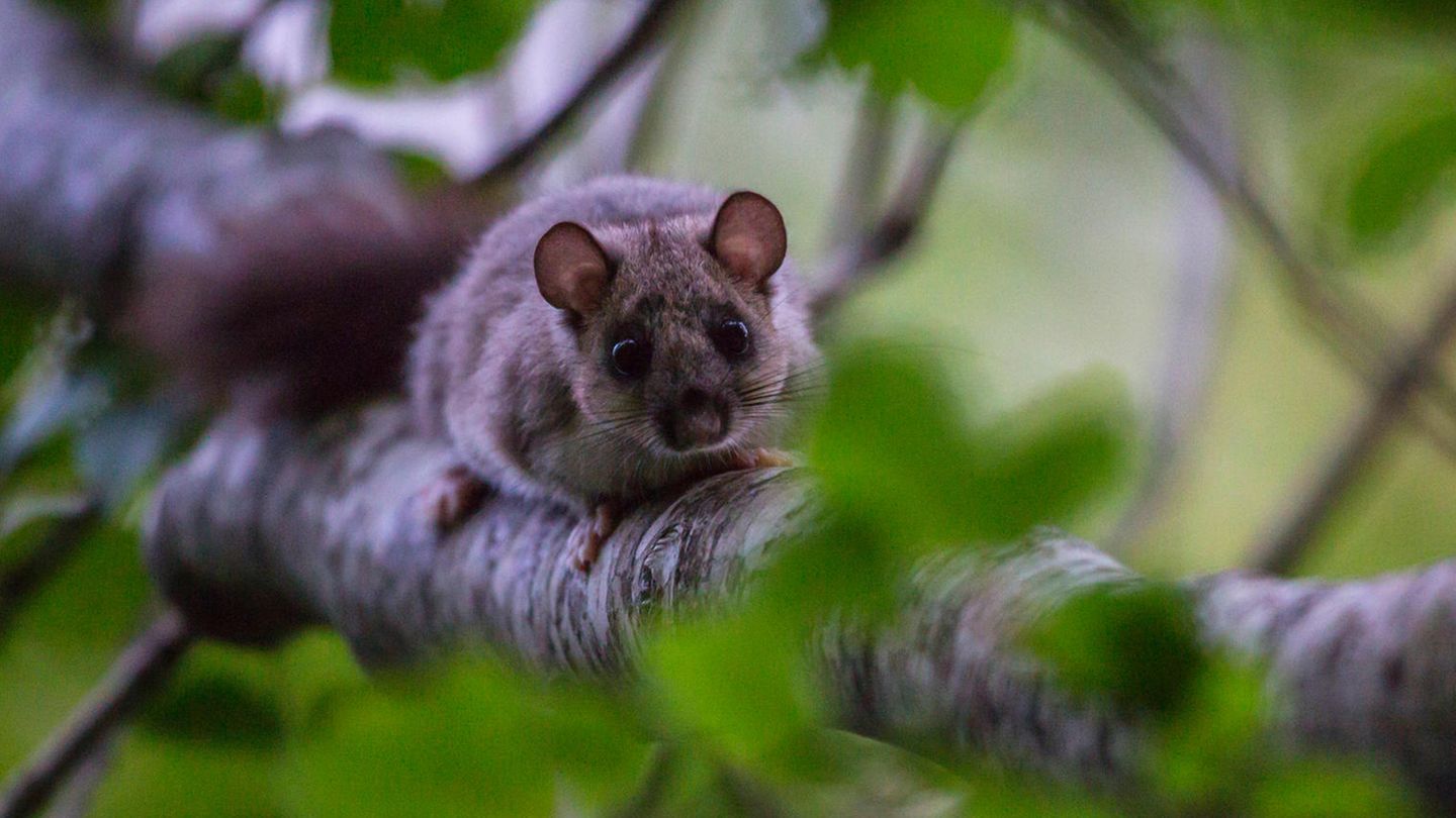 Today is Dormouse Day: Are we sweating for another seven weeks?