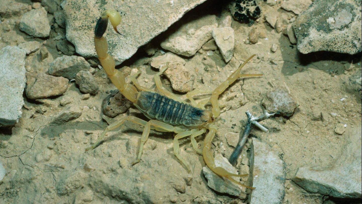 Düsseldorf: Poisonous Scorpio hides in jacket and stings at the airport