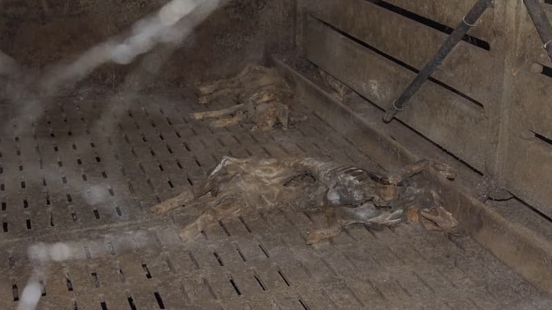 In the Côtes d'Armor, an investigation opened after the L214 images of "300 pig bodies"