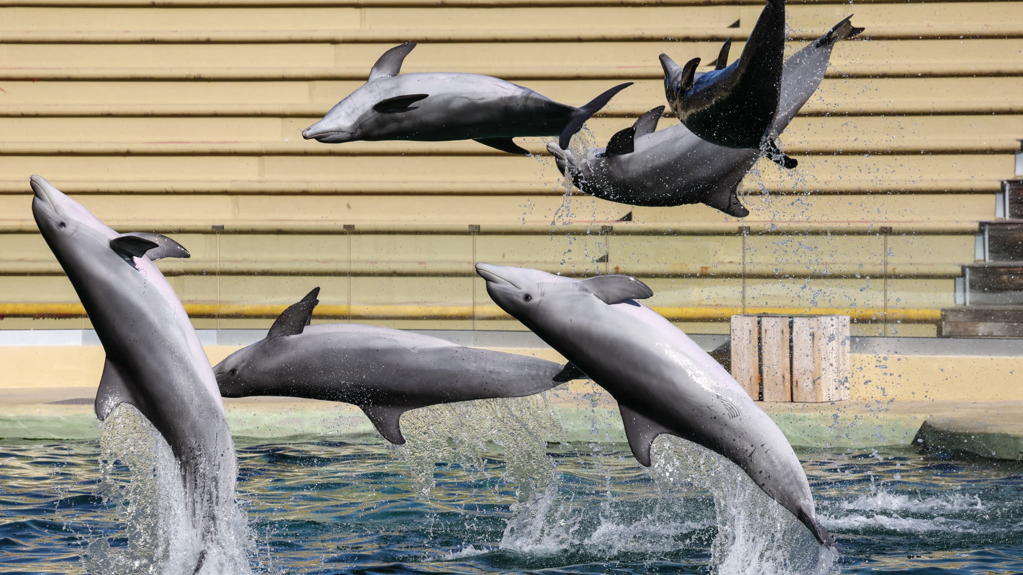 The dolphins of the Marineland of Antibes will not finally join Beauval Zoo