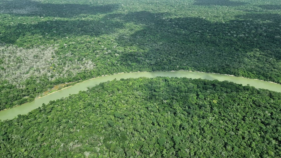 Amazon: as few forest fires as in 40 years