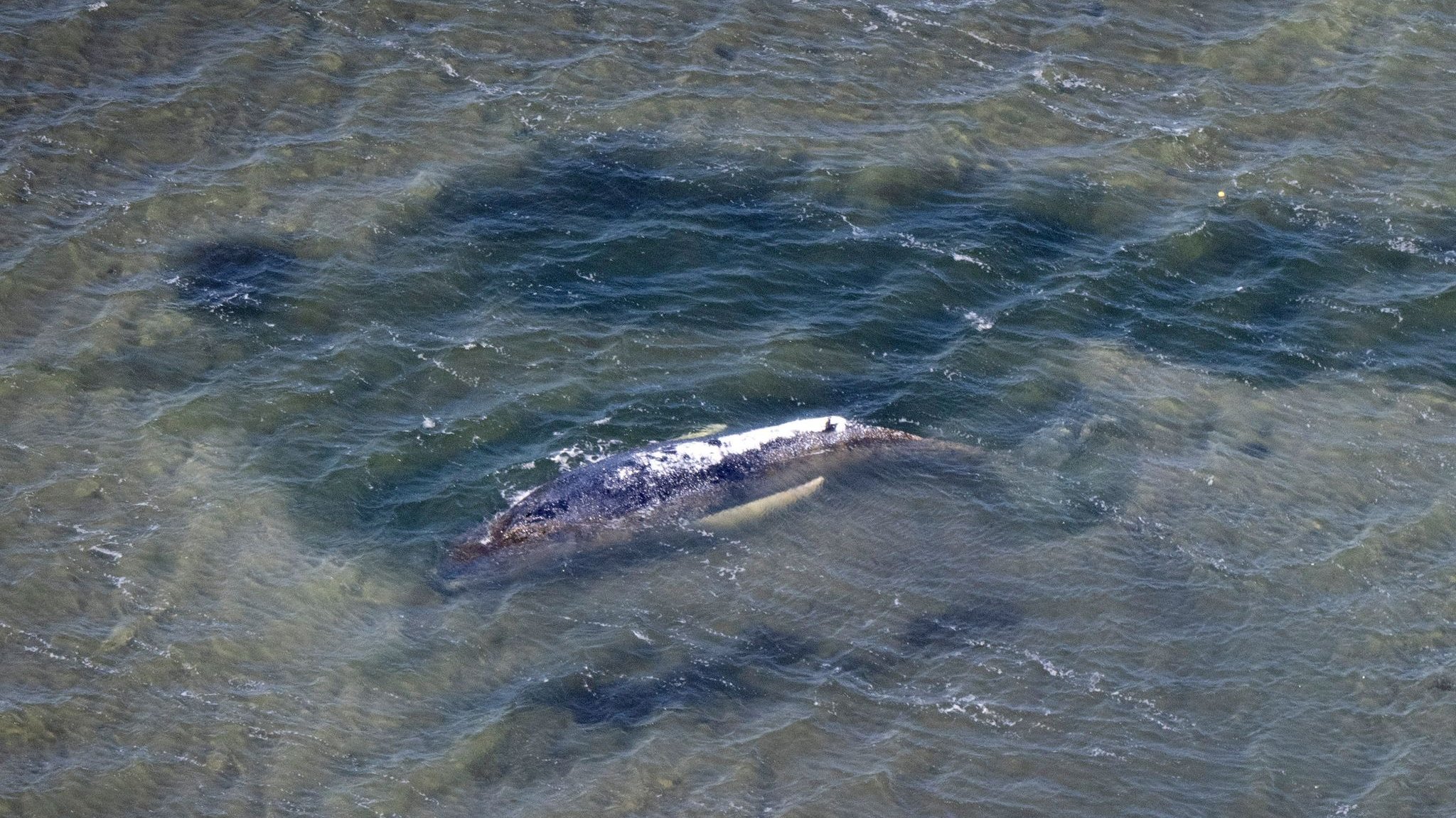 Walfund: Dead humpback whale in Greifswalder Bodden