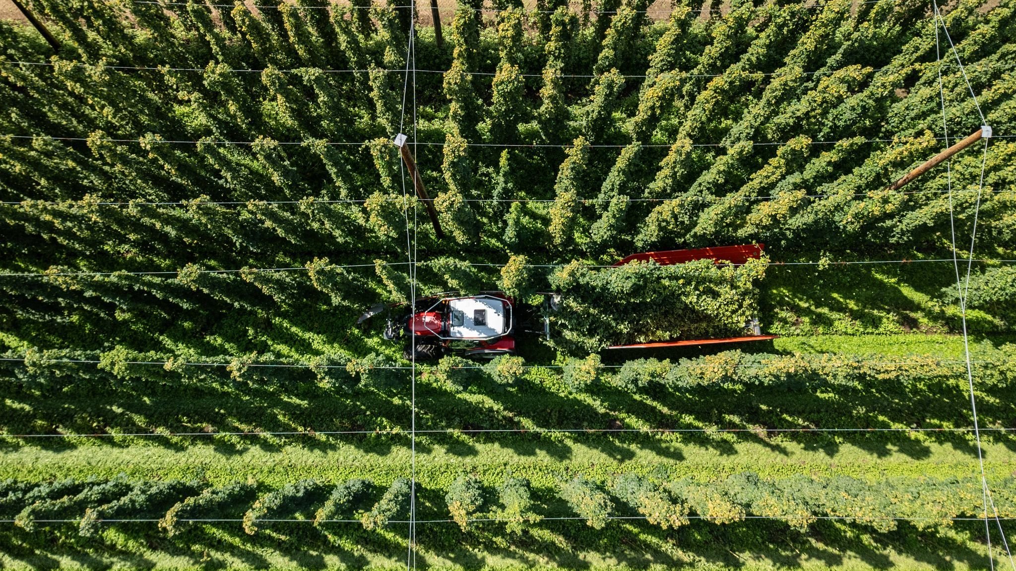 Agriculture: Declining consumption of beer and heat: hop planters in permanent crisis