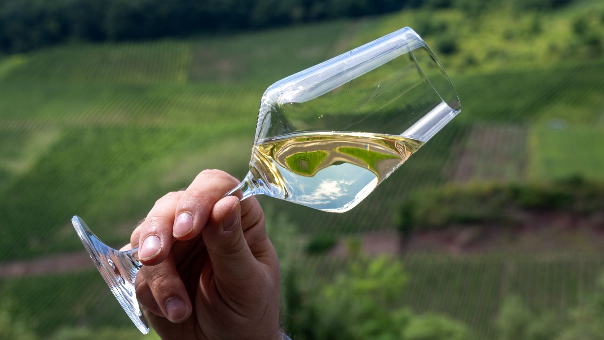 Winegrowing: Dry wines in trend