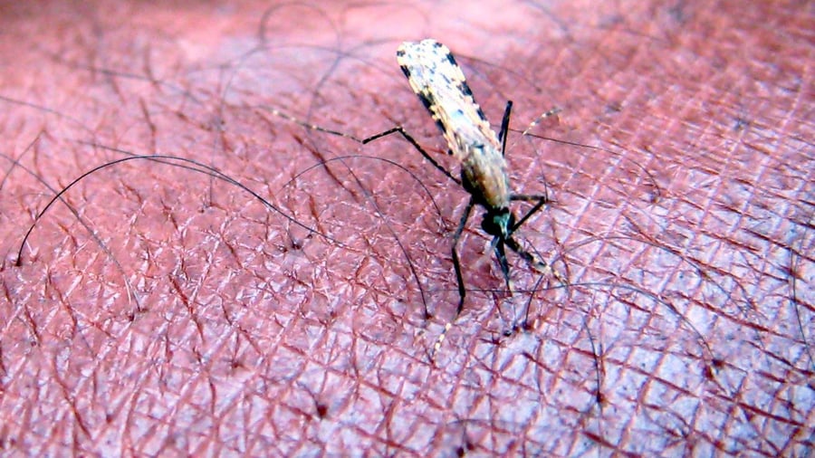 Tropical disease: malaria at the airport: Four employees infected