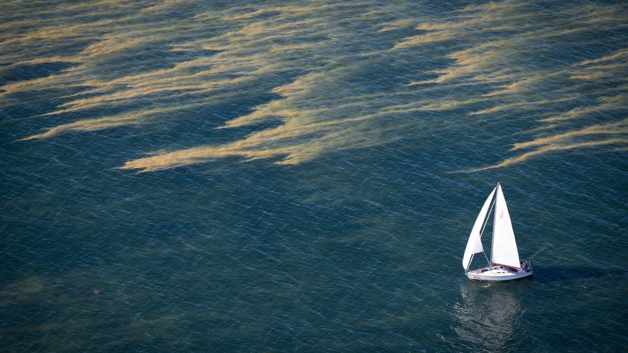 Bacterial carpets: Blue algae on the Baltic Sea and lakes – warning for bathers