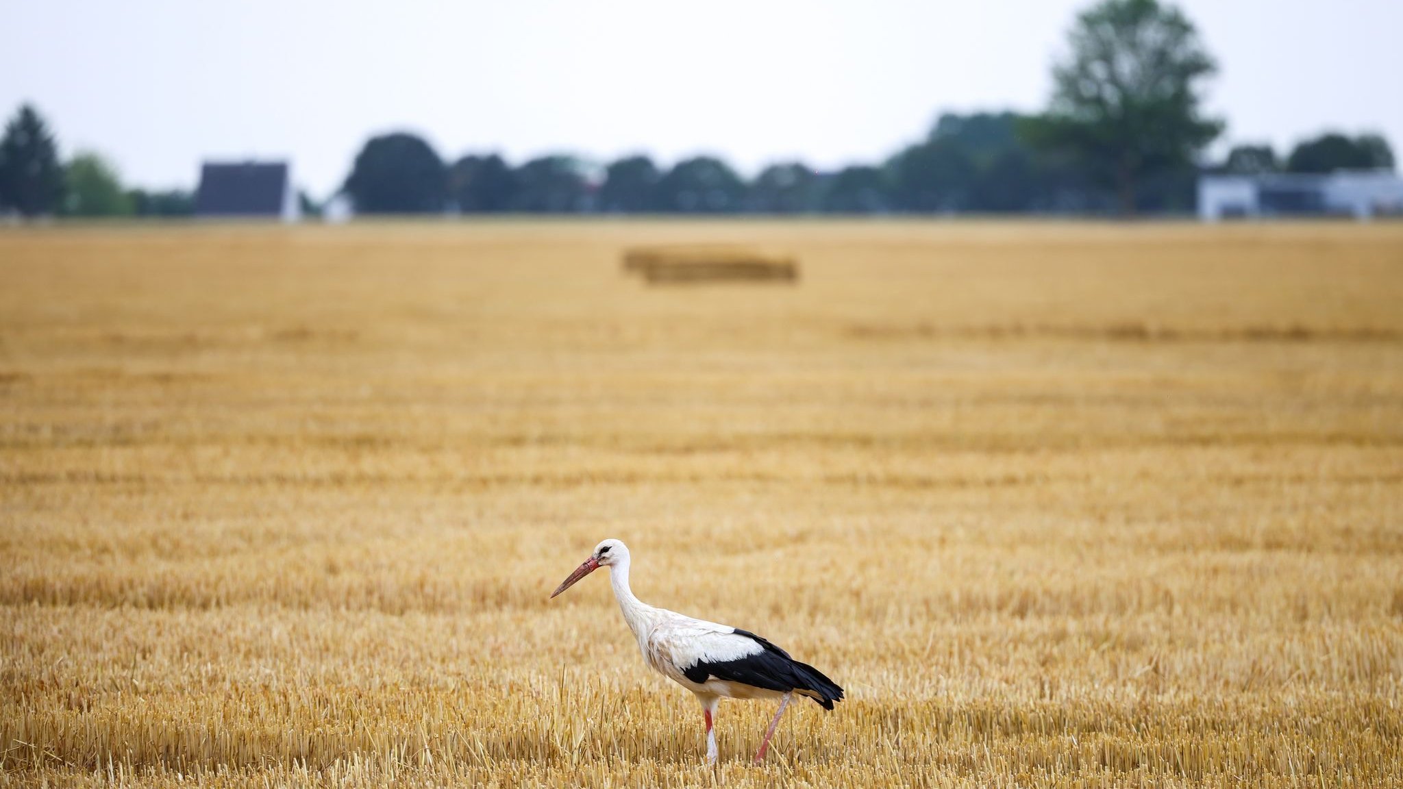 Low water: Water shortage threatens the wildlife