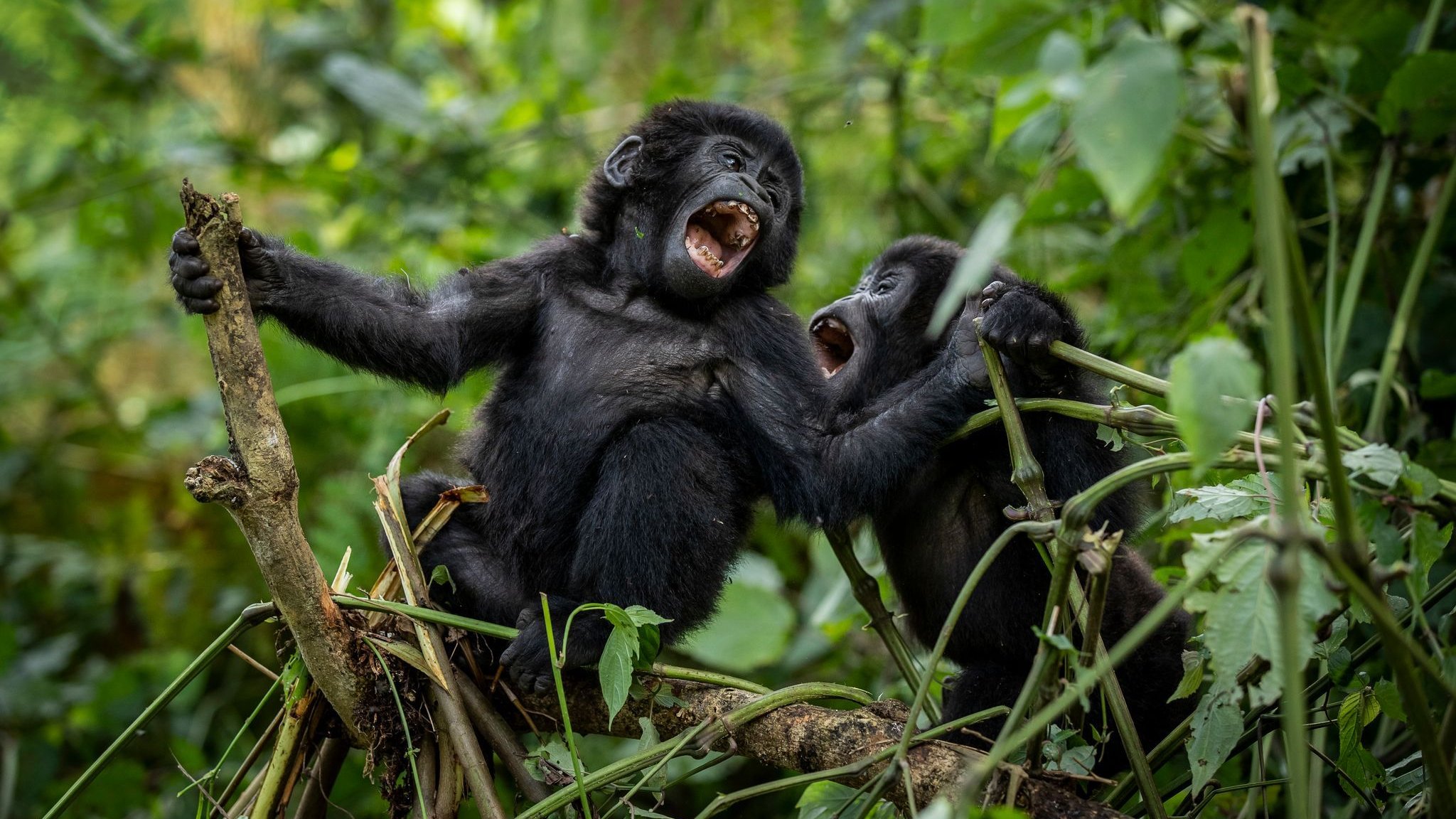 Study: Number of mountain gorillas in Central and East Africa has grown