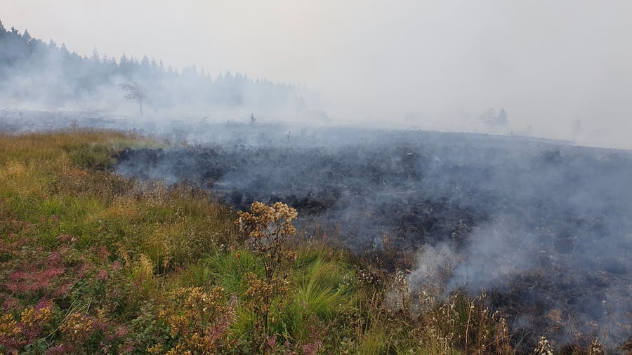 Forest fire on the border: fire in the High Venn: Monschau prepares evacuations