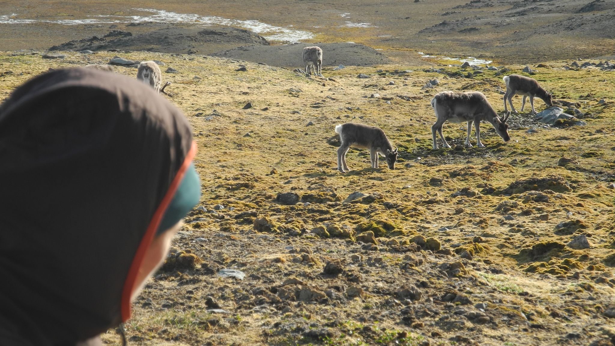 Shock find in Norway: Reindeer mystery: many dead animals on Spitsbergen