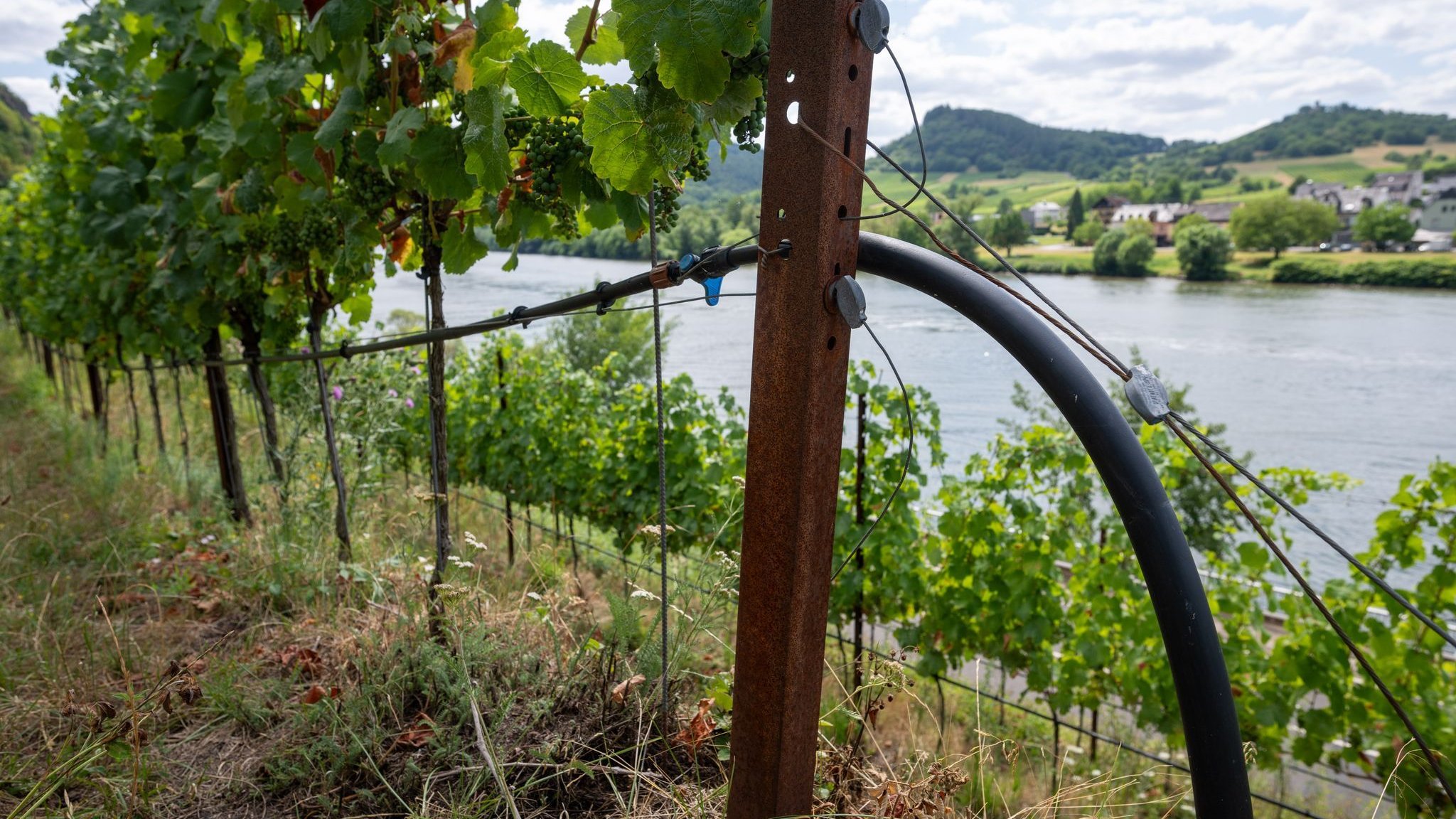 Before the harvest: Winegrowing Association expects "high quality vintage"