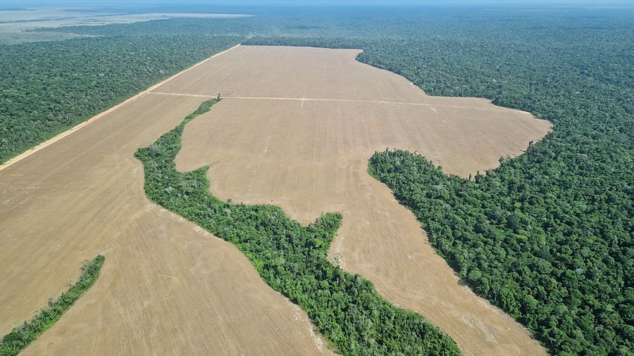 Between August 2025 and July 2026, approximately 2,874 square kilometers of rainforest were cleared, a decrease of 36 percent