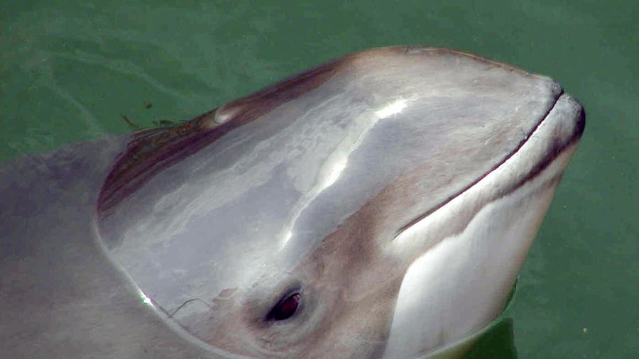 Behavior of marine mammals: researchers record how whale gets caught in gillnet