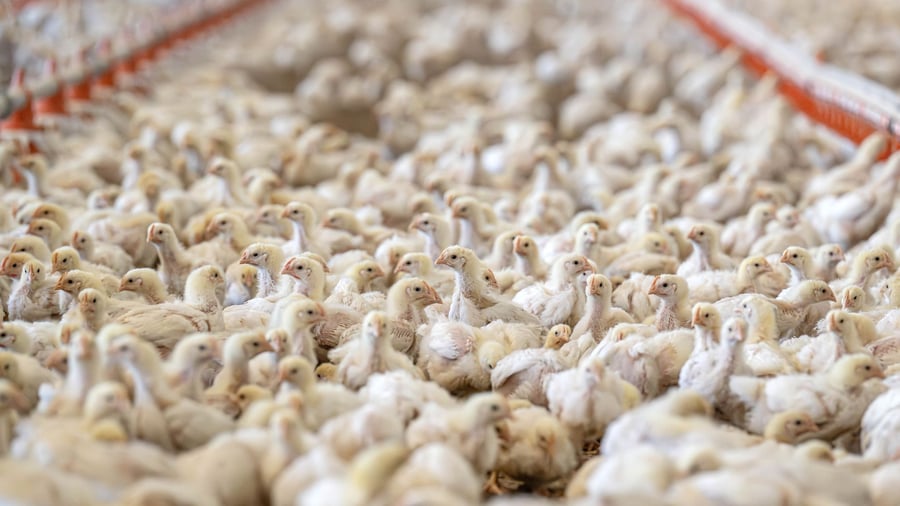 Half-year figures: Meat production declines – Poultry with greatest decline
