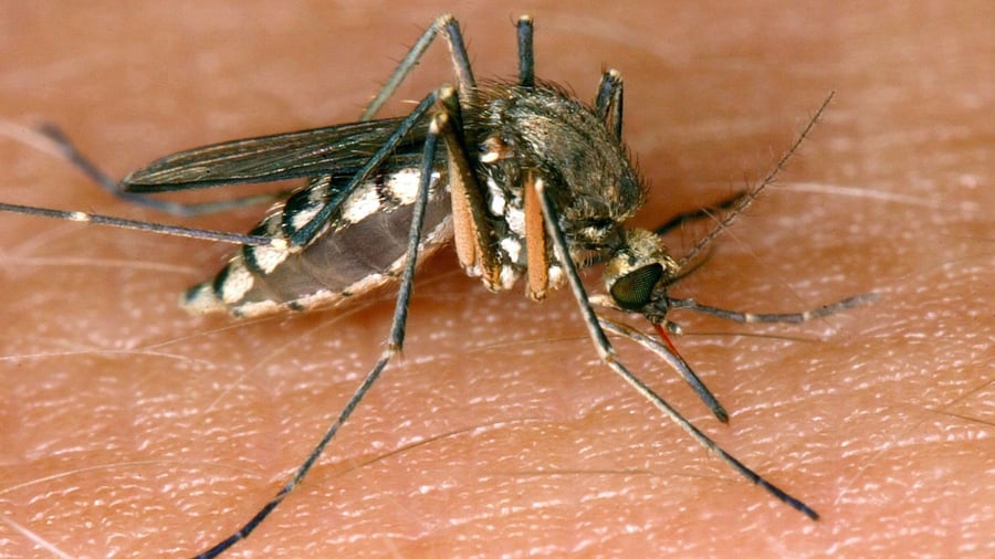 Viral infection: More than 240 cases of West Nile fever in Europe