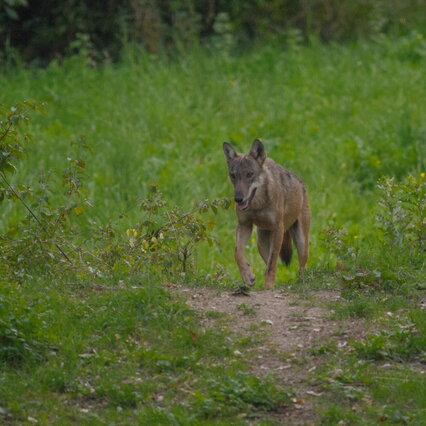 Noicattaro Bari, the third child engulfed by a wild animal: "It's a wolf" The mayor closes the parks