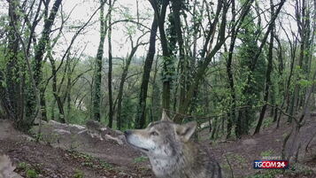 Noicattaro, the prefecture is looking for the wolf