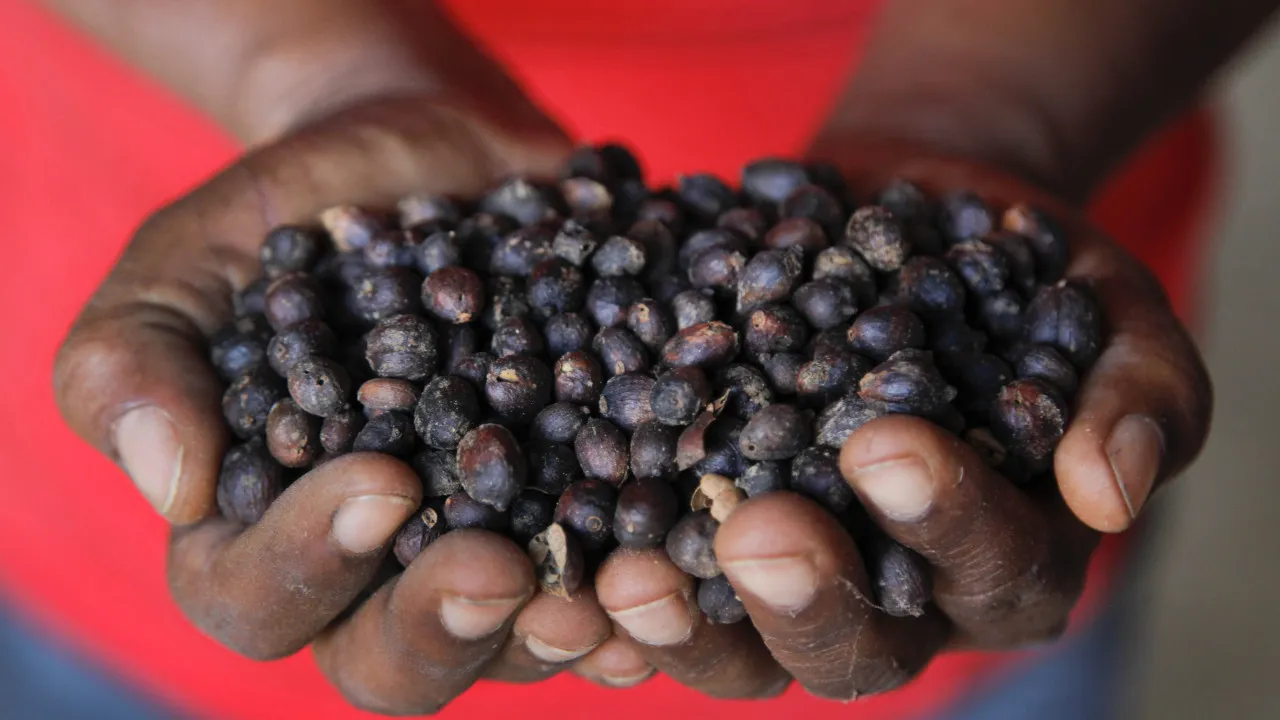 East Timor: BAD strengthens coffee production and food security