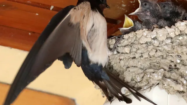 Swallow nests? ICNF receives multiple license requests for removal