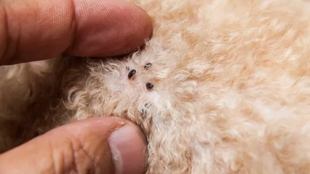 Notícias ao Minuto — País