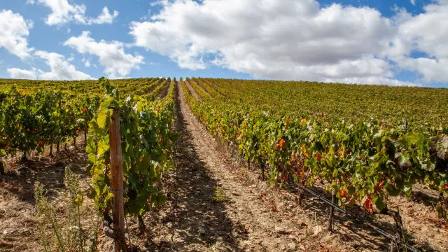 Winegrowers denounce "catastrophe" in the Douro and want urgent solution
