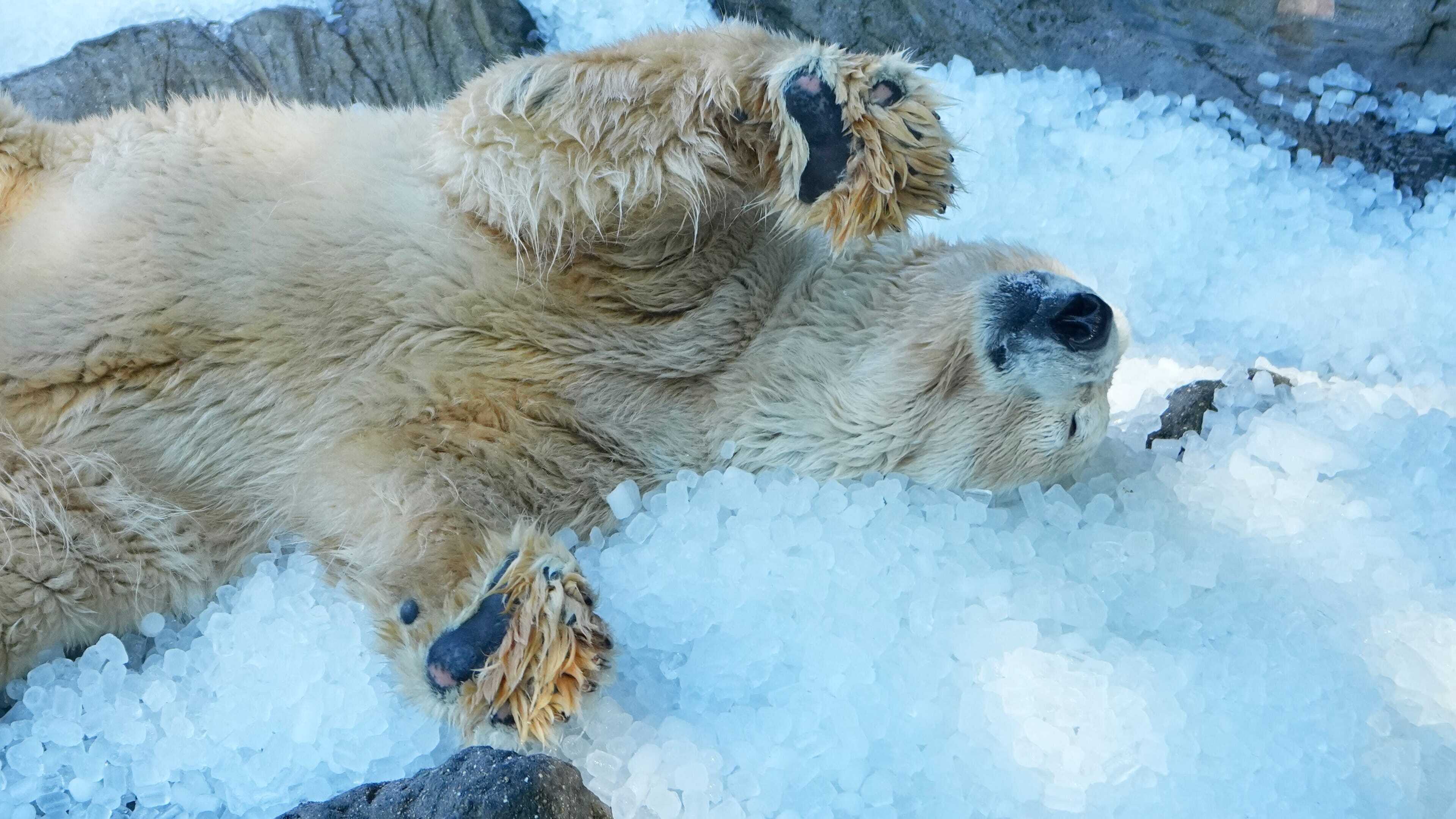 Life is ice ‘n’ easy for polar bears at Prague Zoo