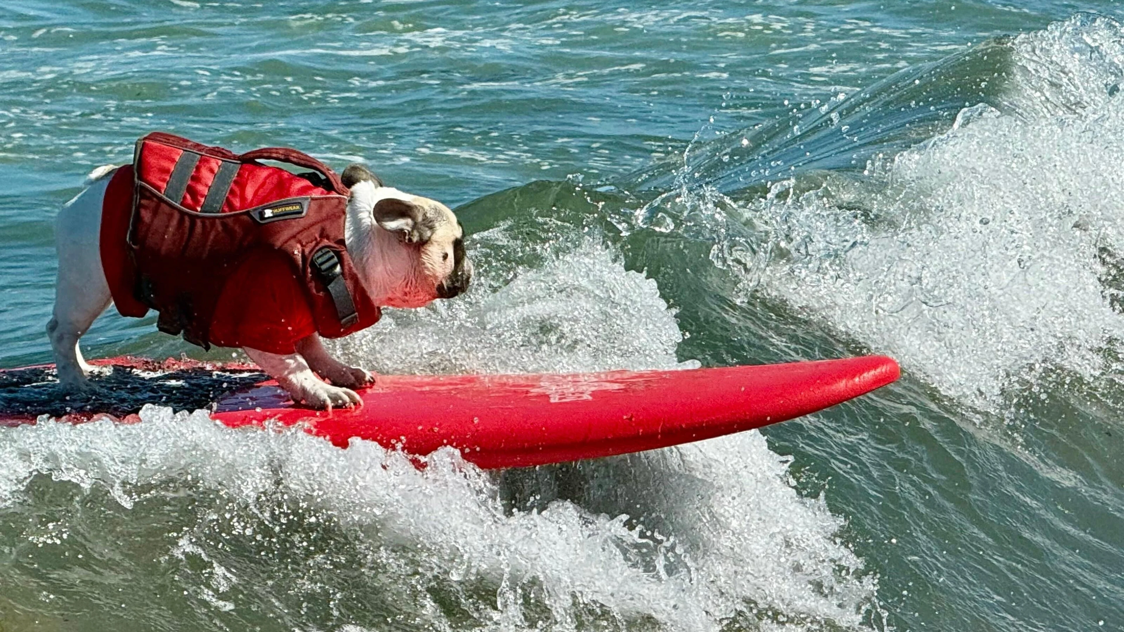 Surf’s pup for top dogs as they ride waves at annual championships