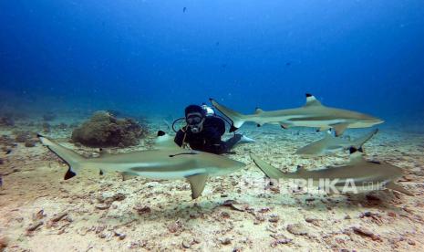Gazing at the Exotic Face of Morotai through Daloha Beach & Dive Resort