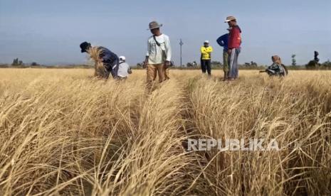 The province's food crop and horticulture protection agency recorded the affected area amid dry conditions
