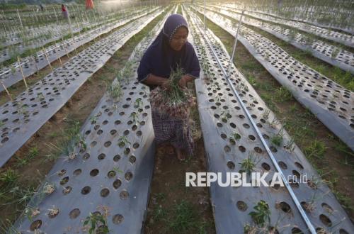 Former Mud-Disaster Land in Pidie Jaya Transformed into Productive Land