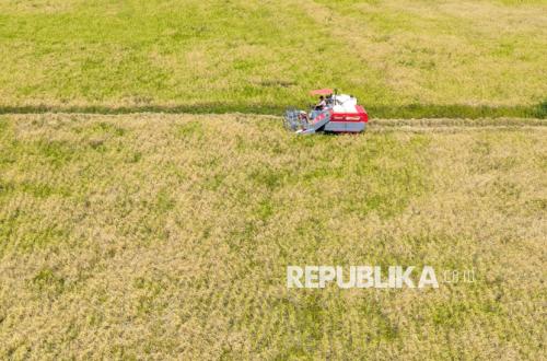 Former oil palm land in Ogan Ilir turns into a stretch of productive rice fields