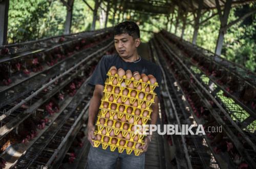 The Agriculture Ministry's move aims to protect layer chicken farmers as egg prices remain below the reference purchase price