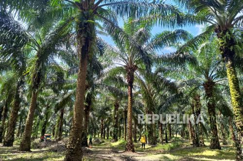 Virgin Palm Oil Becomes Functional Food, Role of Nutritionists Emphasized