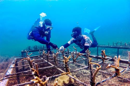 The company has rehabilitated 2.23 hectares of coral reef in Bontang, showcasing its efforts at the international conference