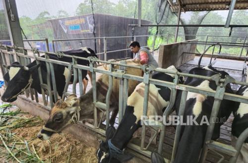 BRI Cares Enhances Capacity of Dairy Cattle Farmers in Malang Through Flagship Cluster Program
