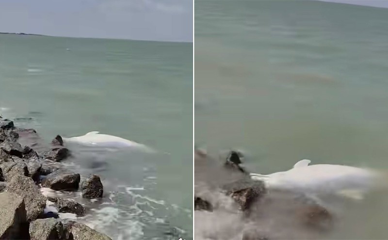 Perak authorities probe suspected Irrawaddy dolphin carcass washed ashore in Ban Pecah