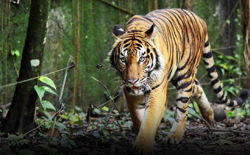 Poachers exploit northern border, Malayan tigers remain top target list