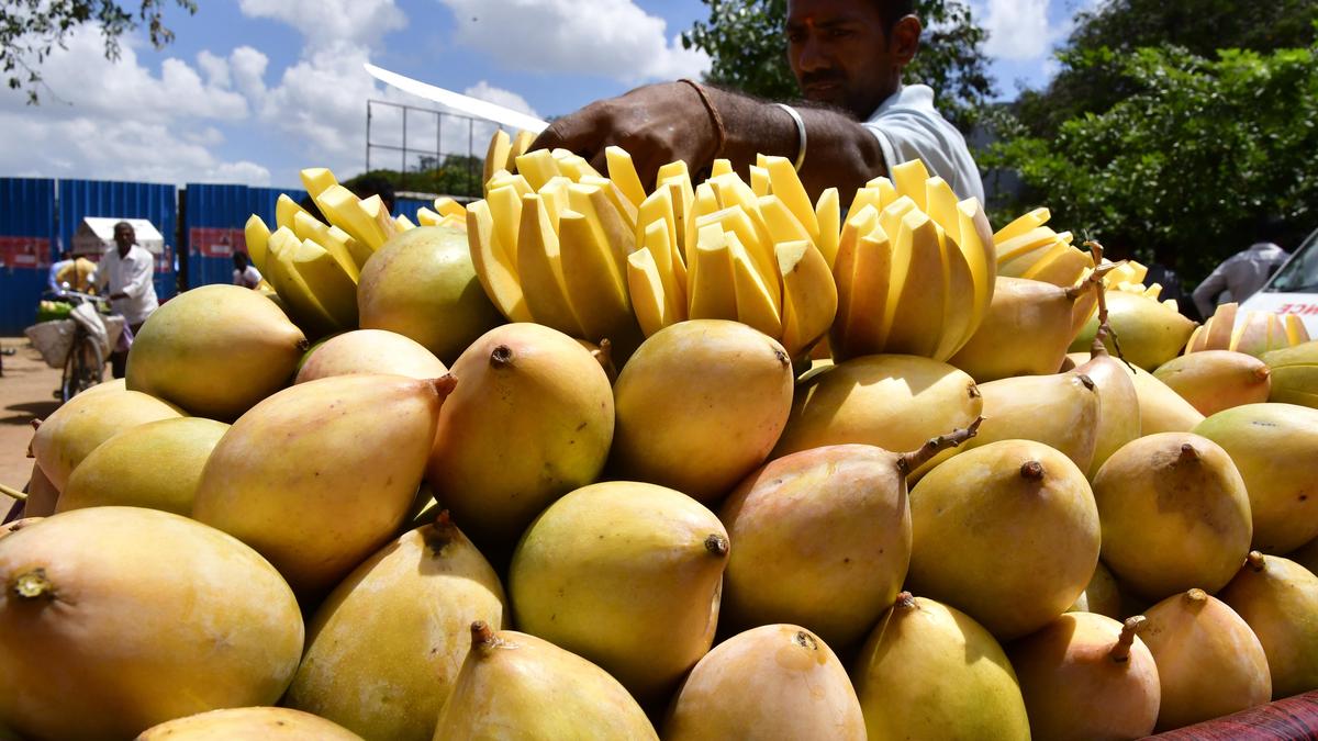 Karnataka opens farmer registration for Totapuri mangoes under MIP scheme