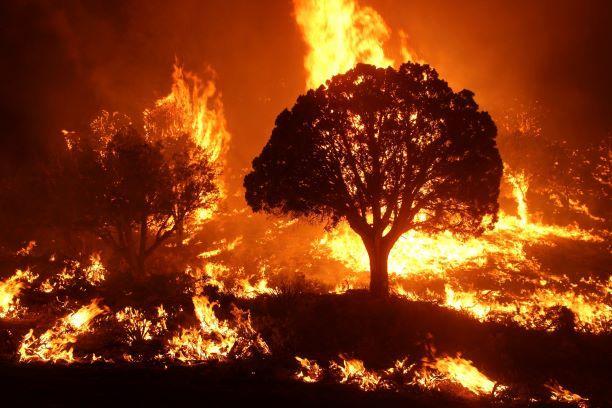 Wildfires have burned 70,000 hectares in Italy this summer says WWF