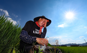 Heat-related illness patients in late summer up threefold over past decade: data
