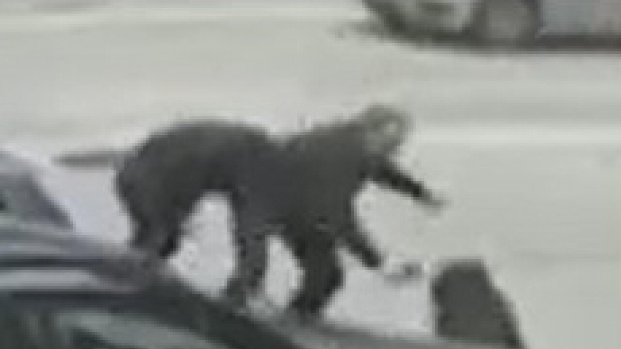 ANSA - Cronaca