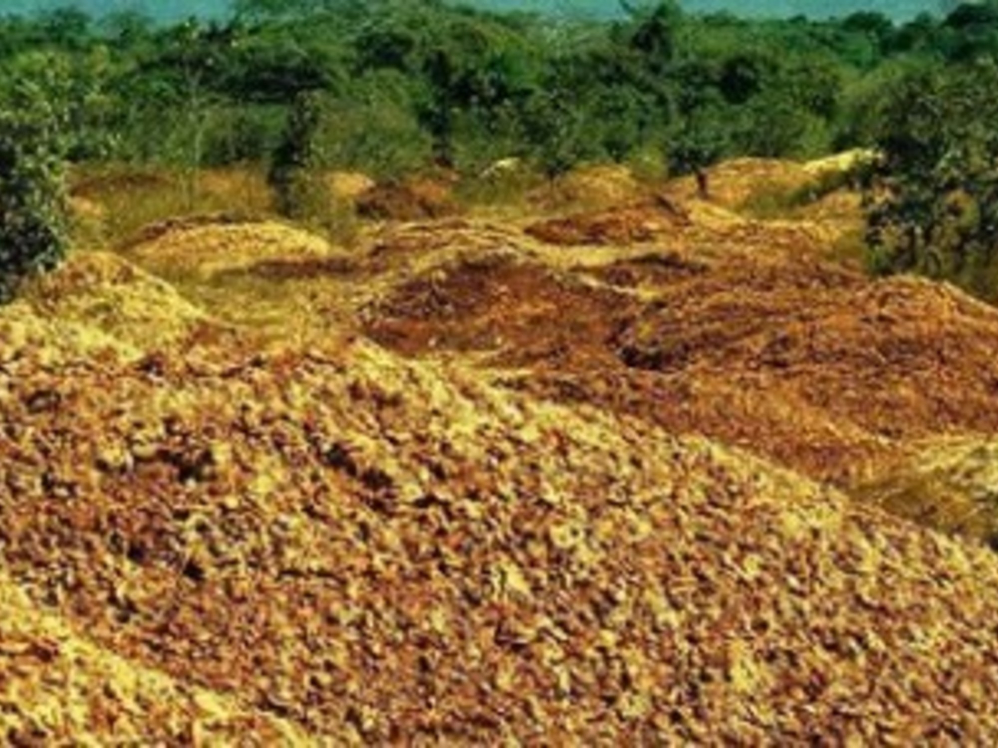 In 1997, they covered a moor of Costa Rica with 12,000 tons of orange shells: 16 years later they found a prosperous forest