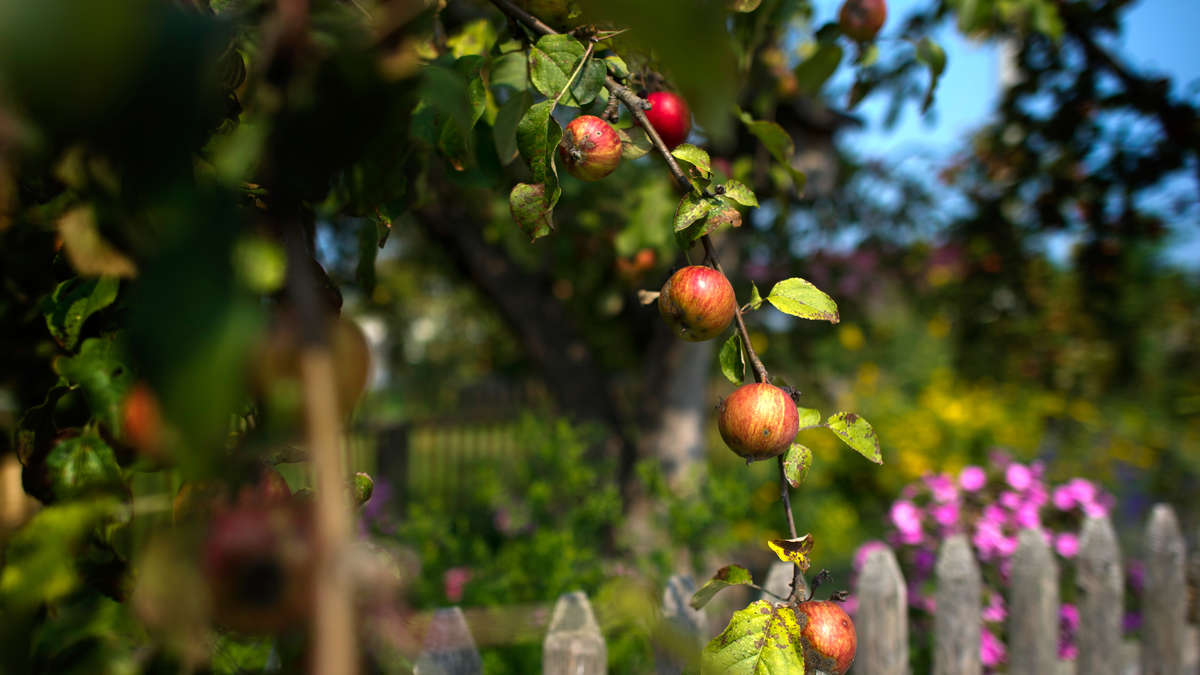 Can you simply pick fruit that grows on the side of the road? The law has a clear answer