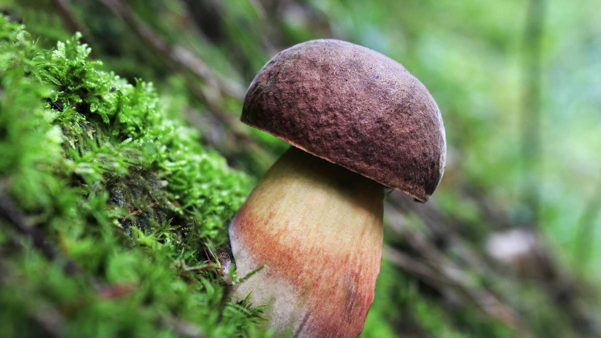 Consider the stone mushroom: This mushroom scares beginners – yet it is one of the largest delicacies in the forest