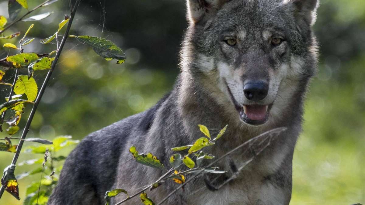 Wolf comes too close to walkers – experts now have