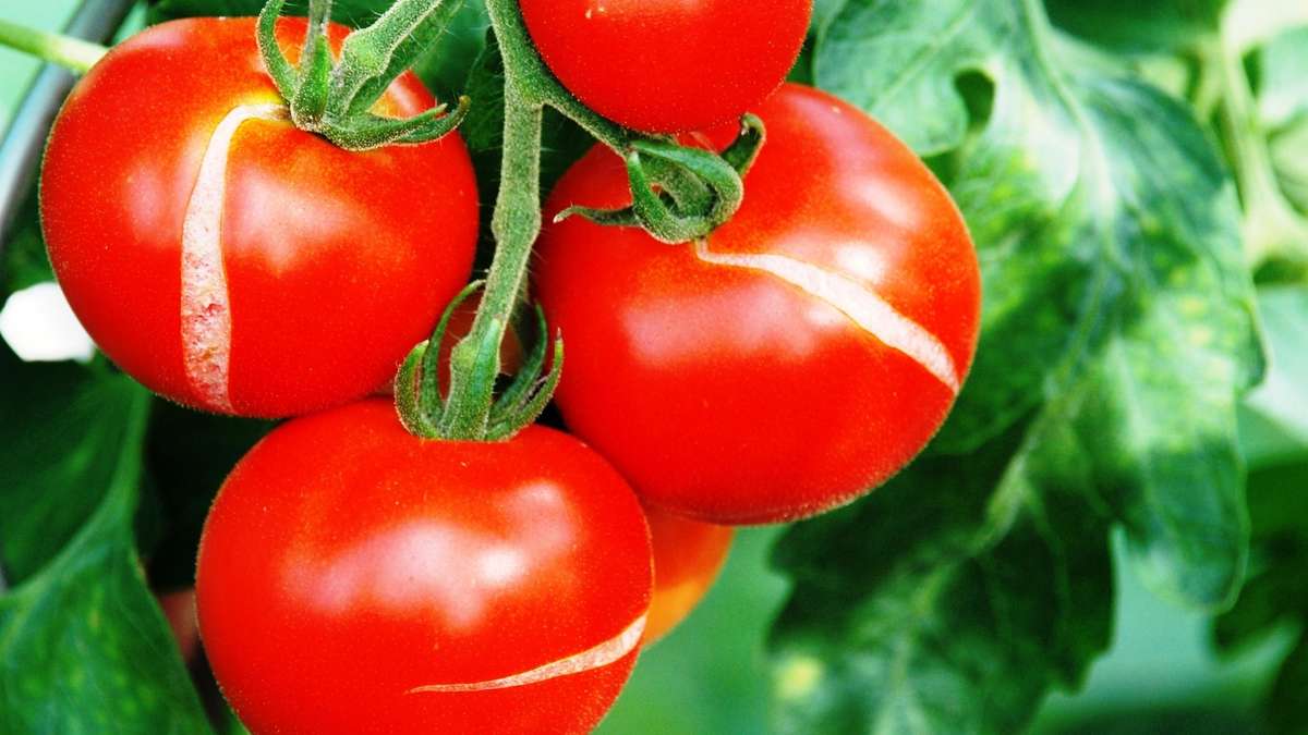 Tomatoes burst open on the vine – six causes and simple solutions