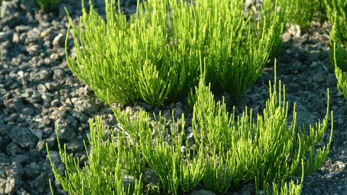 A field straw in the garden: Why fighting can be a mistake