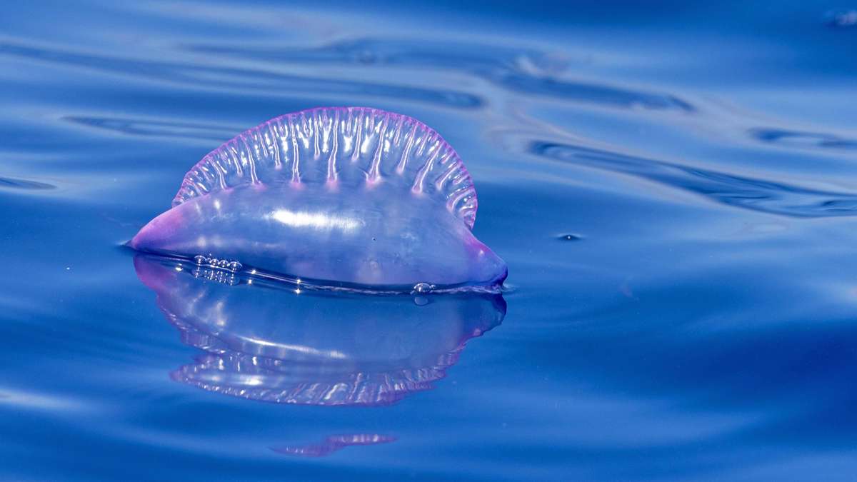 Worse than delivery without anesthesia: Toxic sea creatures terrorize popular holiday beaches