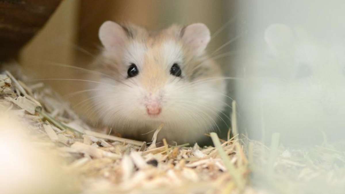 Heat stroke in the hamster: From 25 degrees it becomes life-threatening – so act You right