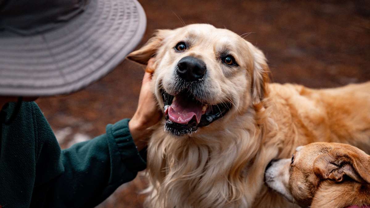 Unusual Animal Friendship Frees Dog From Depression: ‘Start Smiling Again’